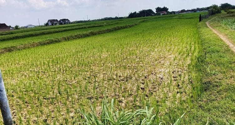 sawah puso